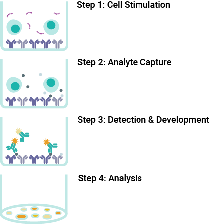 A schematic showing the principle ELISpot assay steps