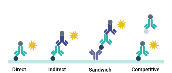 A schematic showing the different types of ELISA assay